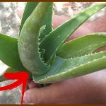 O truque mais fácil para você eliminar rapidamente o cheiro de urina do seu banheiro – e não passar mais vergonha com as suas visitas!